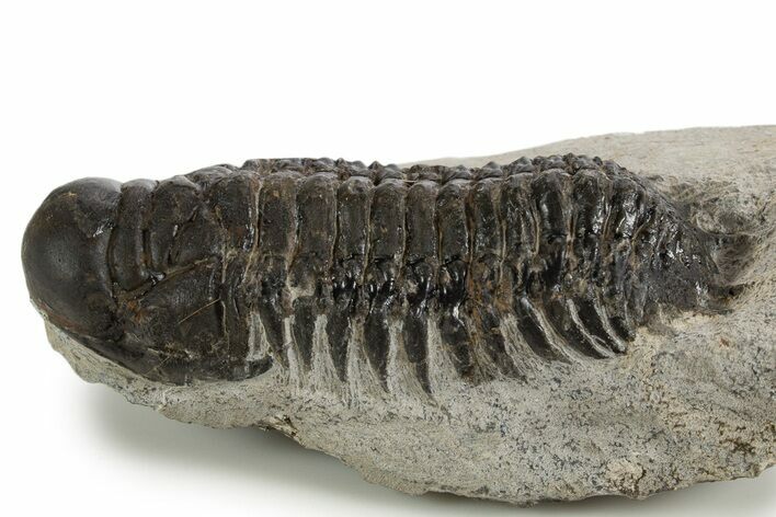 Bargain, Crotalocephalina Trilobite - Atchana, Morocco #340890